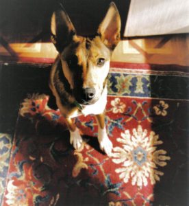 Dog on rug